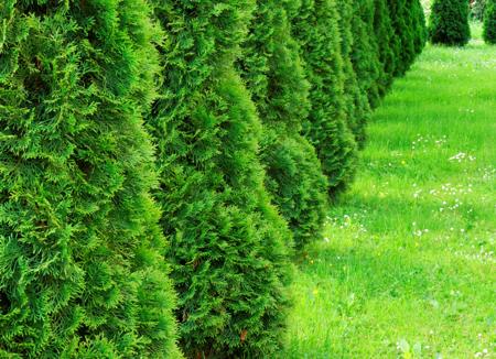 Best Hedges to Plant - Arborvitae Green Giant