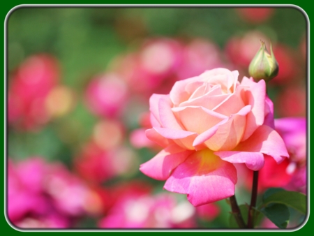 Single Pink Rose with Bud in Garden