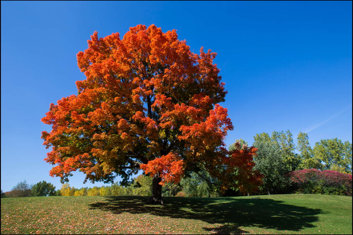 Sugar maple