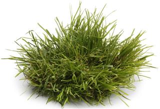 Tuft of Grass Isolated On A White Background