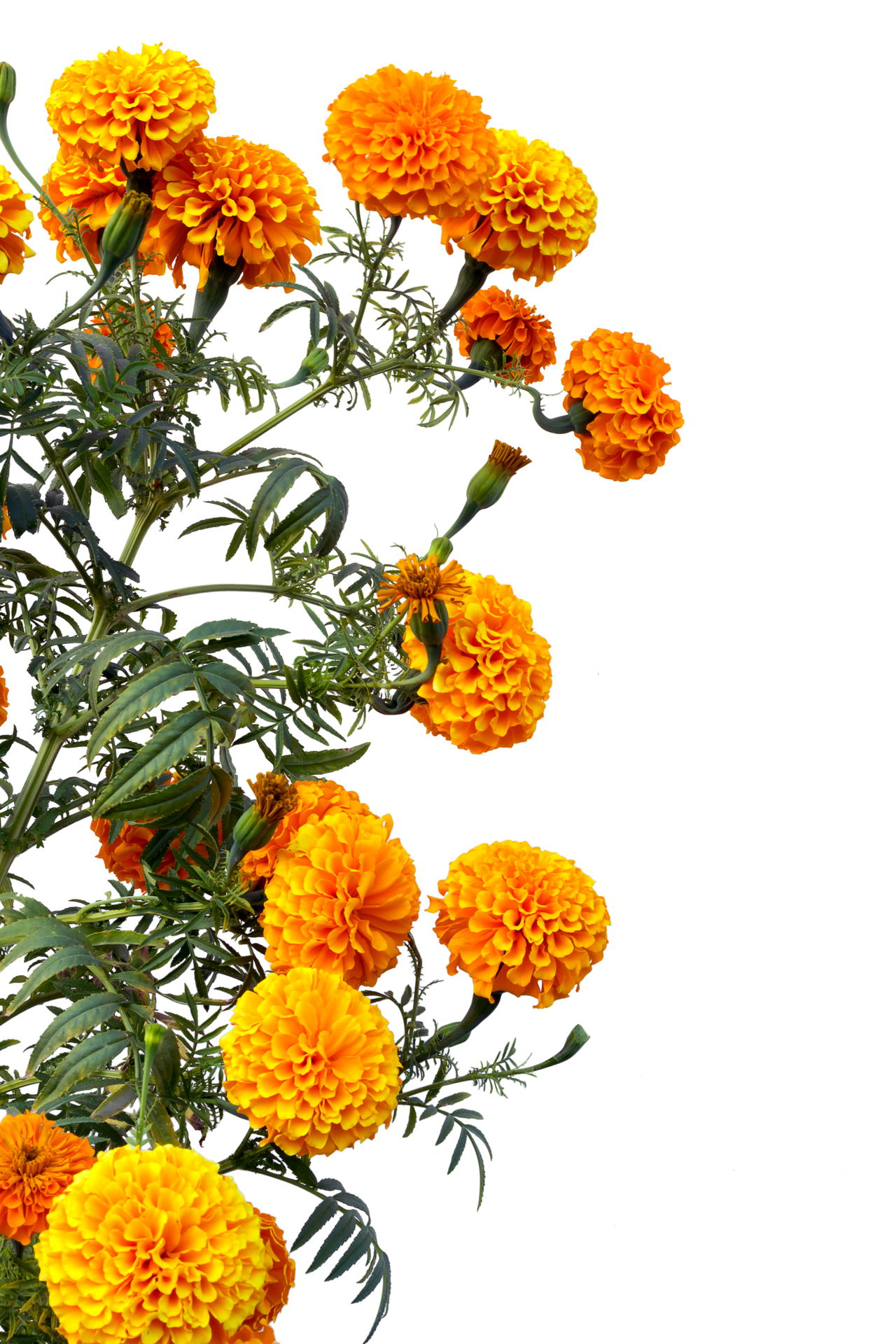 Marigold
