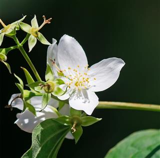 Philadelphus On Dark