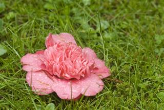 Camellia In The Grass