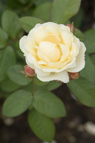 Yellow Rose