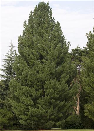 Pinus strobus tree