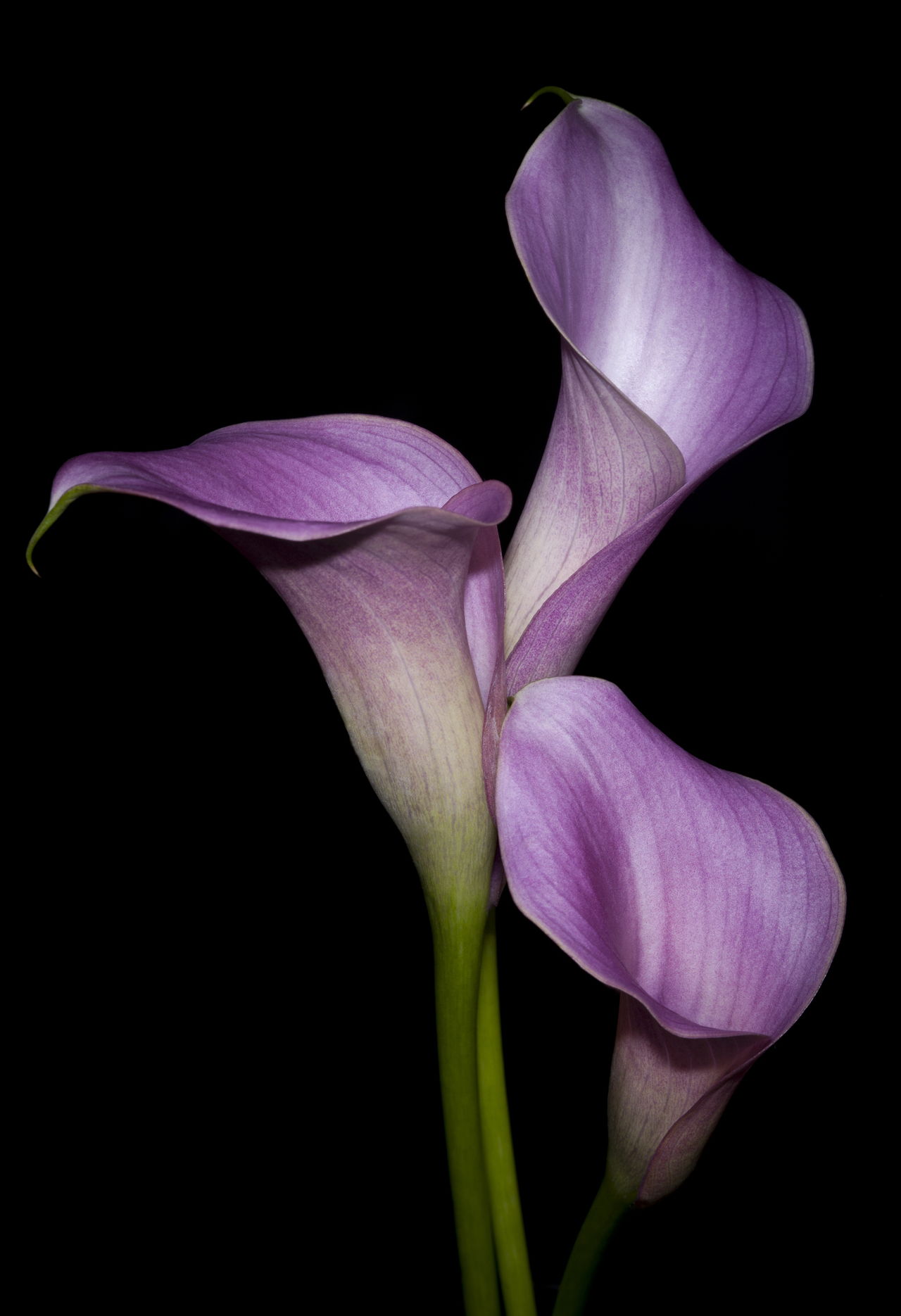 Three Pink Calla Lilies