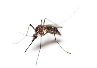 Black culex mosquito