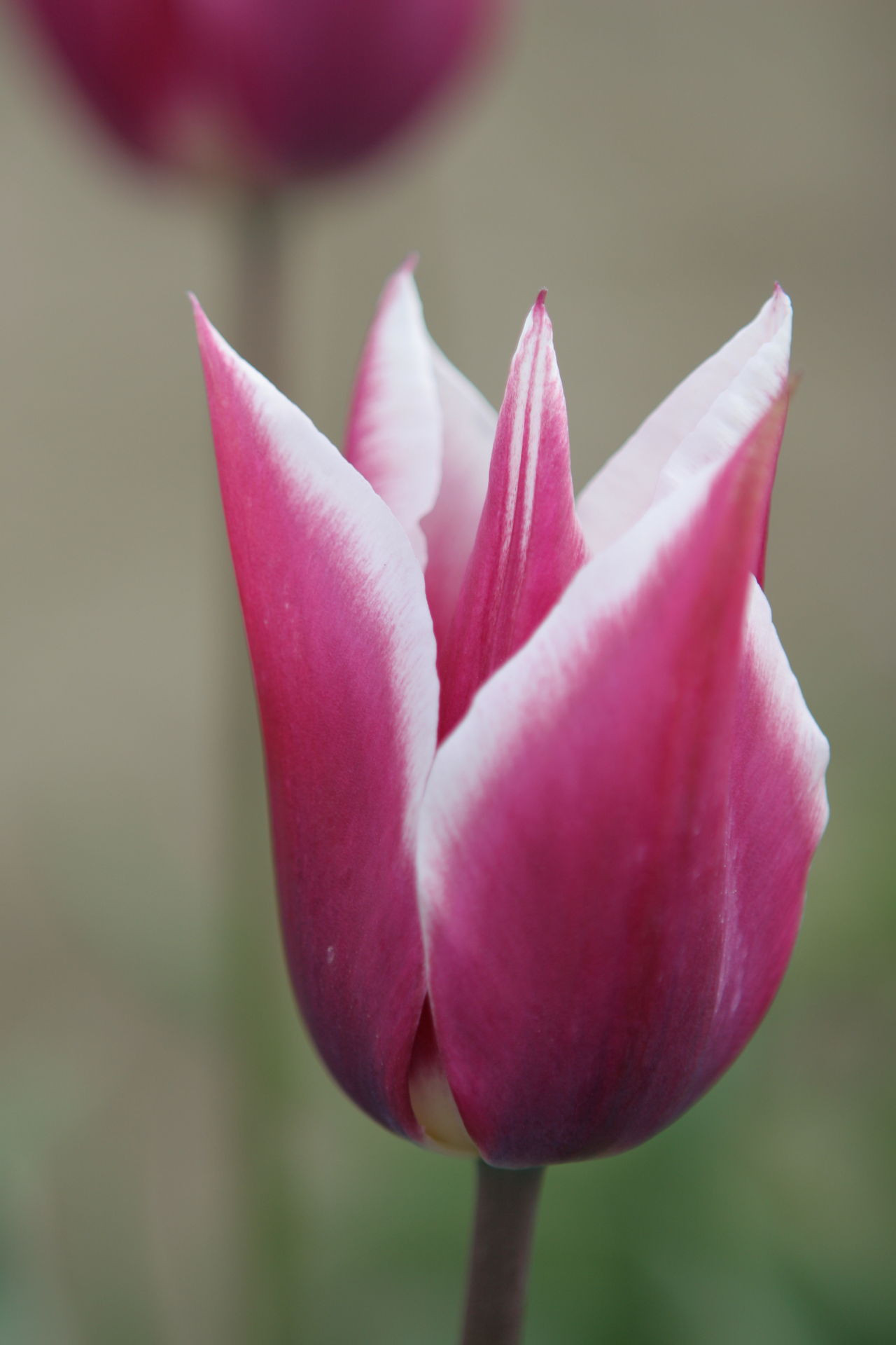 Purple Tulip