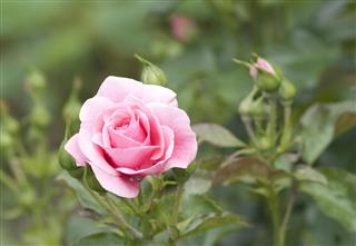 Pink Rose