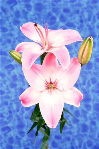 Pink Lily Flowers