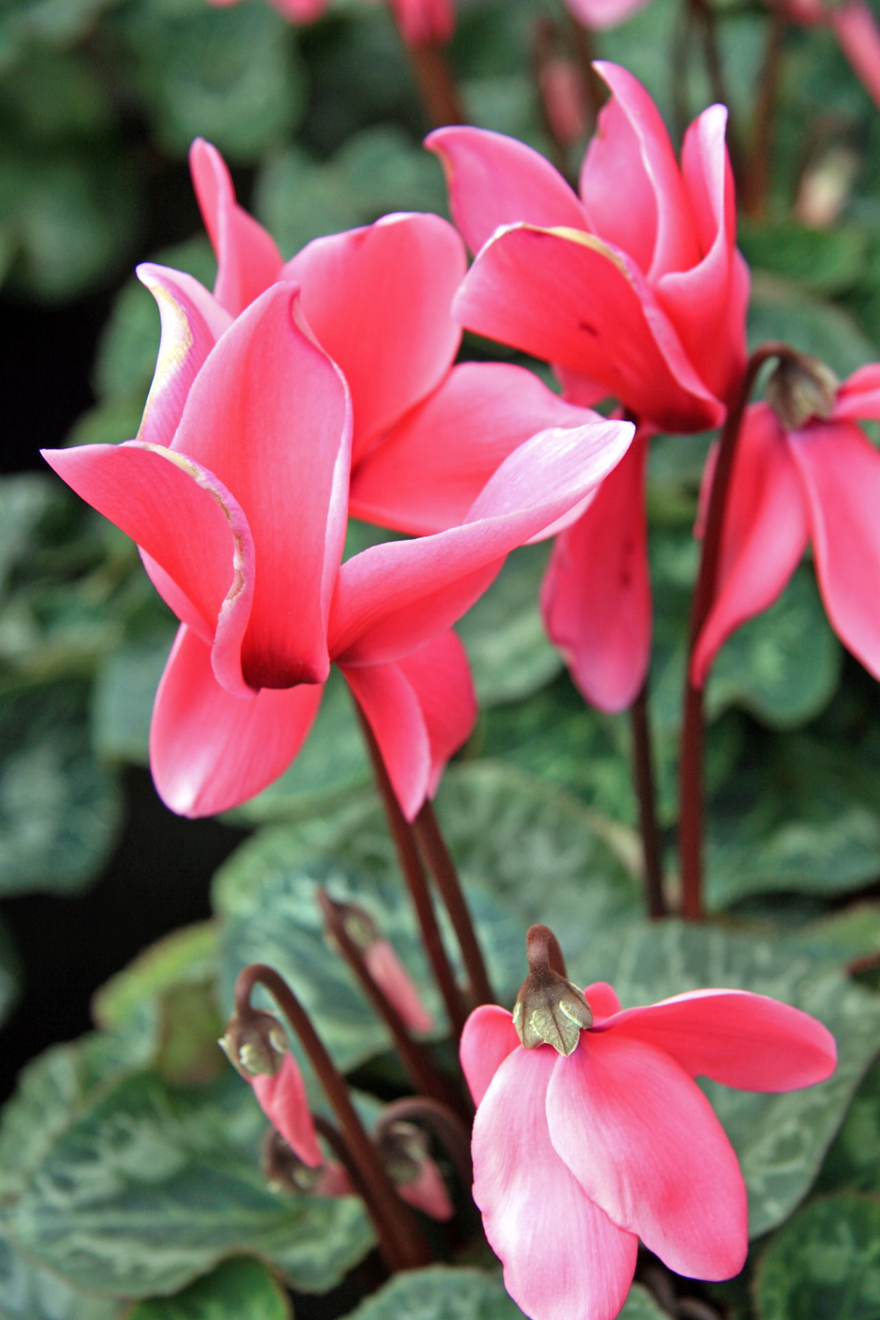 Cyclamen Flowers