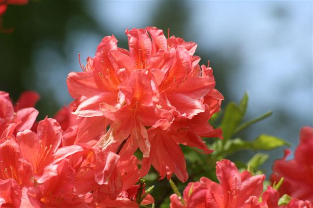 Azalea
