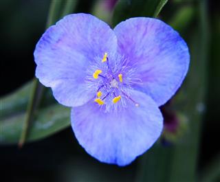 Virginia Spiderwort
