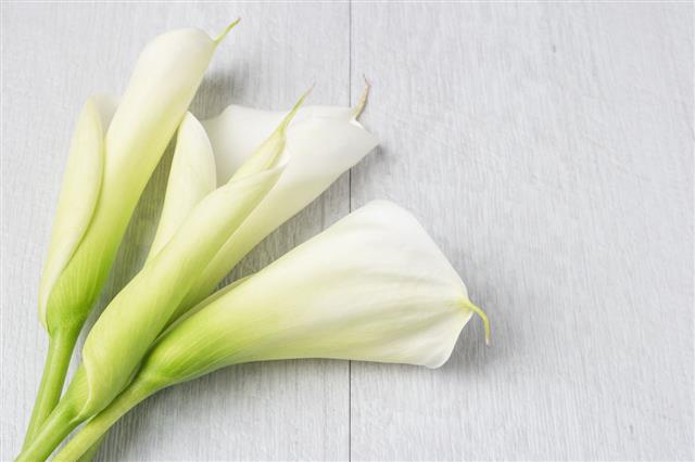 Elegant Spring Flower Calla Lily