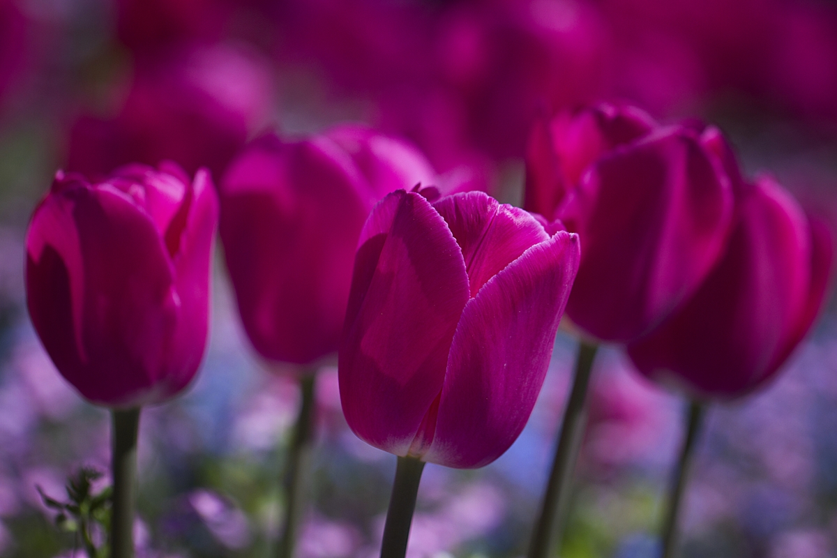 Maroon tulips