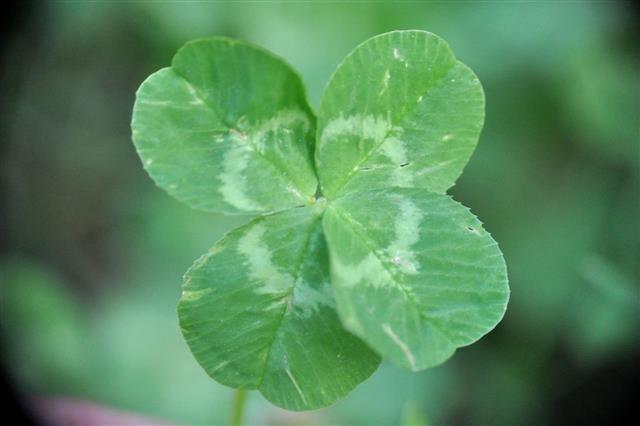 Four Leaf Clover