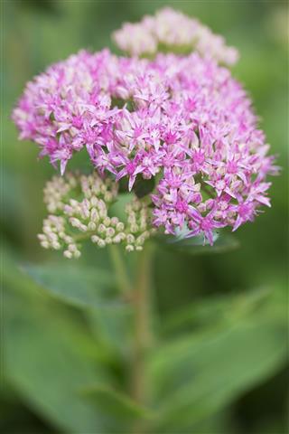 Pink Sedum Flower