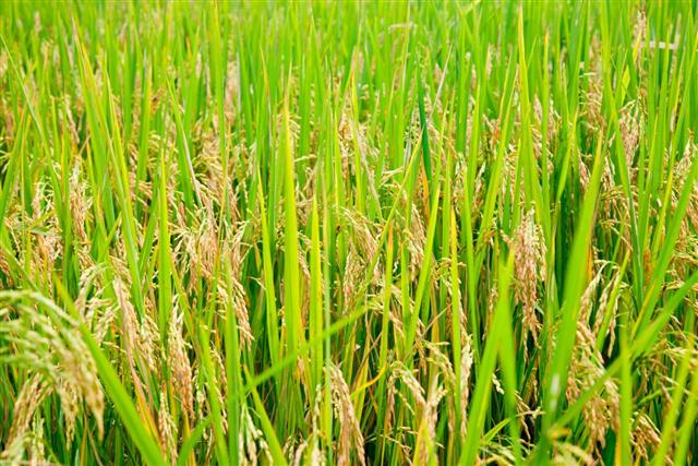 Rice paddy
