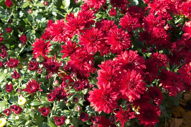 Chrysanthemum