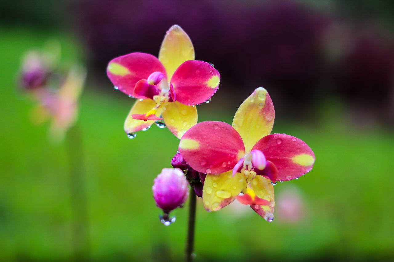 Spathoglottis Plicata Ground Orchids