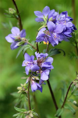Greek Valerian