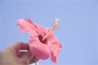 Local Woman With A Hibiscus Flower