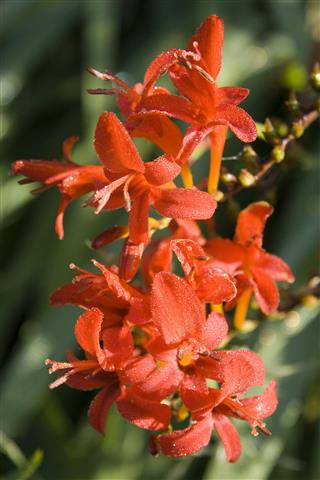 Crocosmia