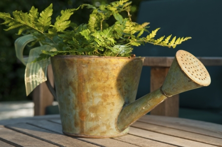 watering can with fern