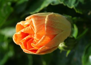 Hibiscus