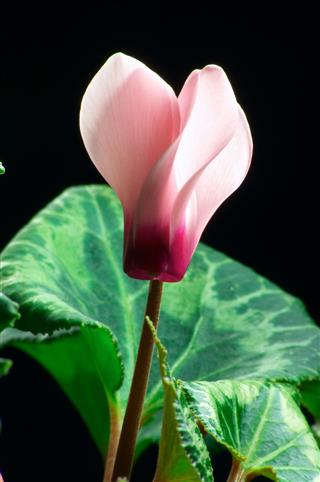 Cyclamen Flowers