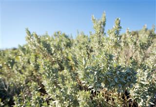 Saltbush tree
