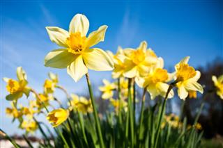 Differential Focus Of Daffodils