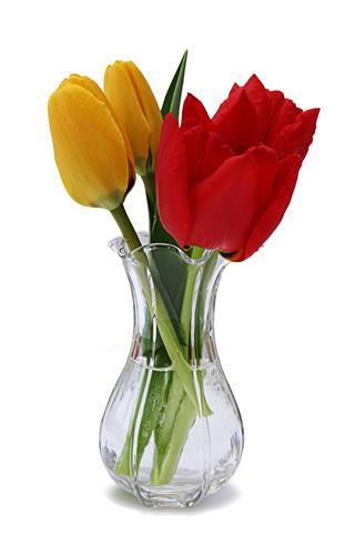 Spring Tulips