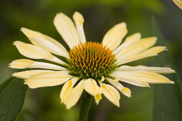 Flower Yellow Coneflower