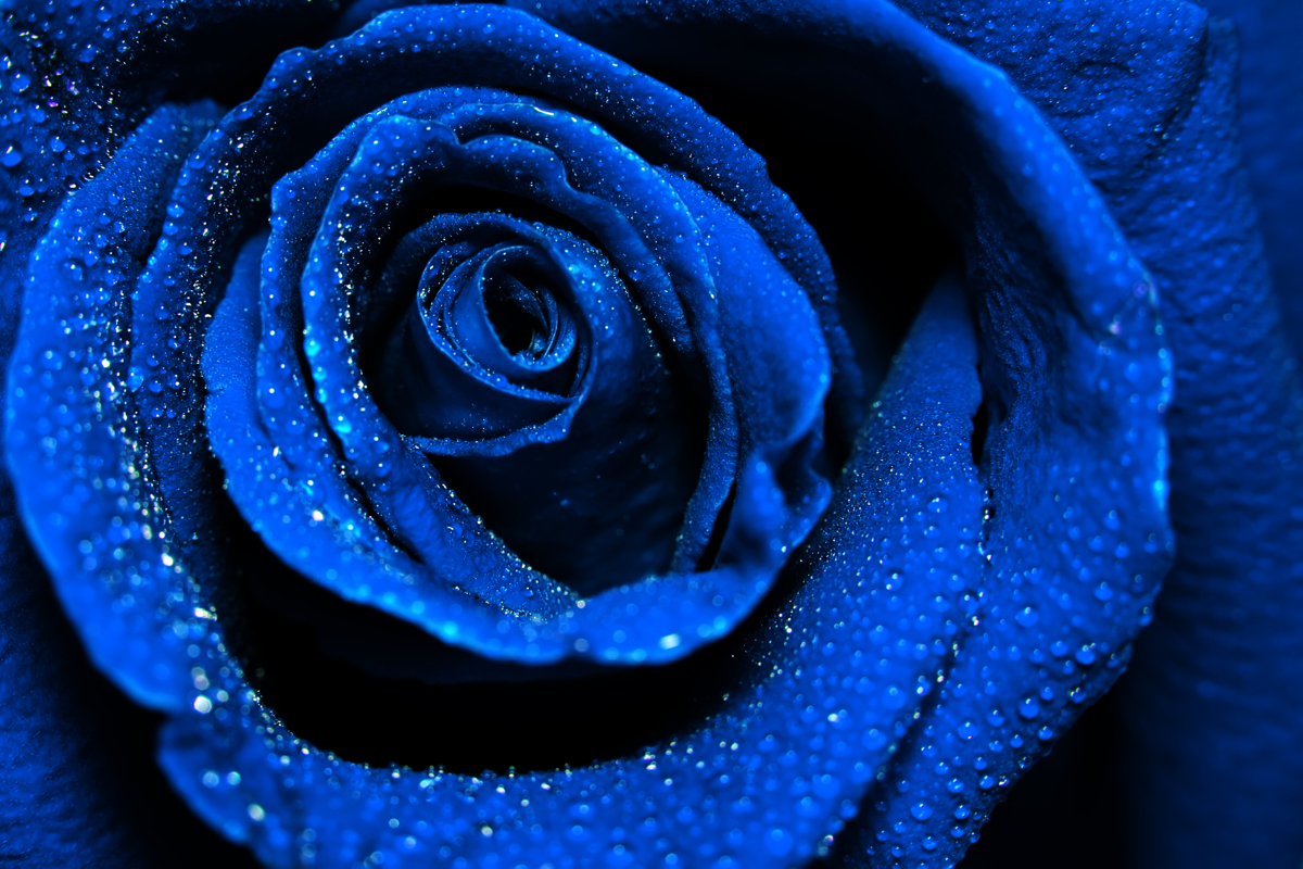 Beautiful dark blue rose with water dew drops