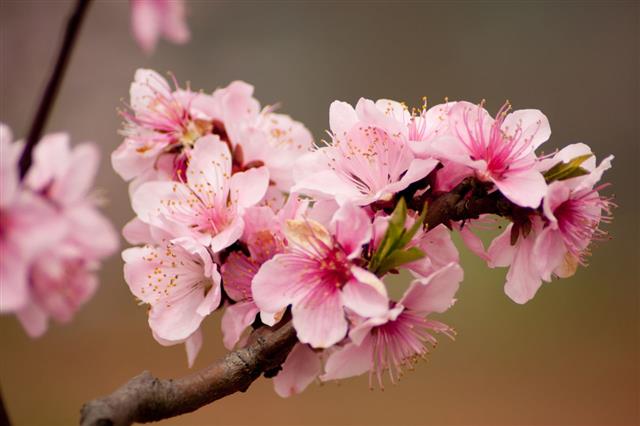 Peach Blossoms