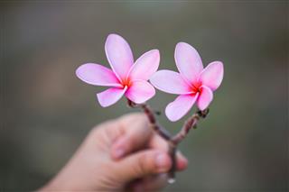 Pink Plumeria Flowers Blooming