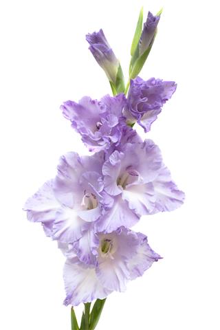Lilac Gladiolus