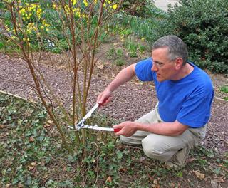 Man Pruning Red Twig Dogwood