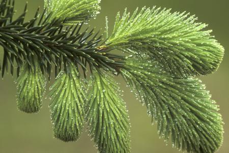 Spruce tree branch