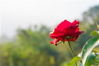 Red Rose With Buds