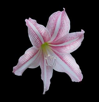 Amaryllis Flower