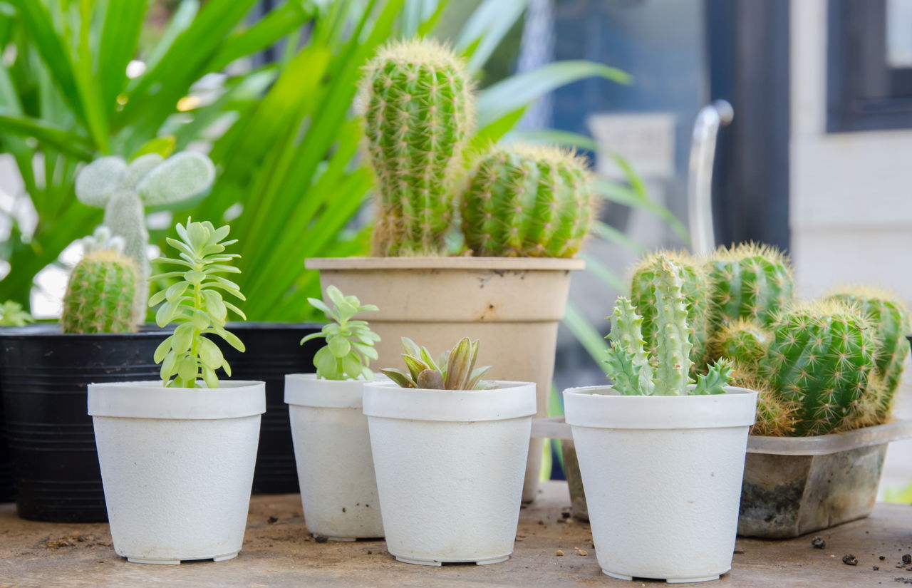 cactus