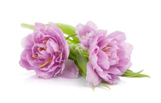 Pink Tulips