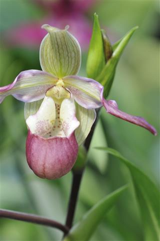 Pink Lady Slipper