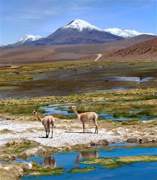 Vicuas Graze In The Atacama