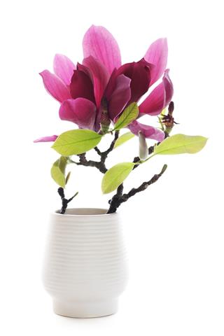 Magnolia