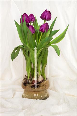 Tulips Growing From Bulbs In Vase