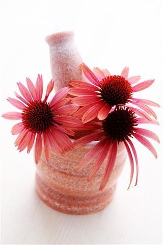 Echinacea Flower