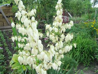 Yucca